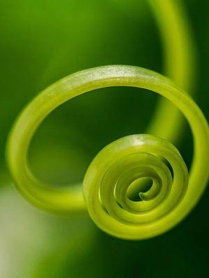 csm_cradle_to_cradle_green_spirale_AdobeStock_364587479_91c202cca4